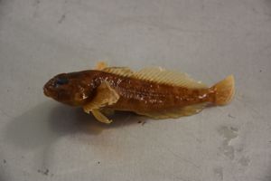 Prickly Sculpin