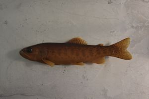 Rainbow Trout