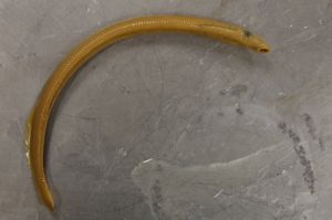 River Lamprey ammocoete