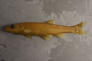 Sacramento Pikeminnow