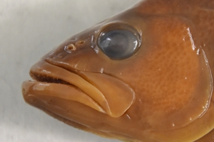 Mouth of Smallmouth Bass