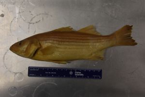 Striped Bass