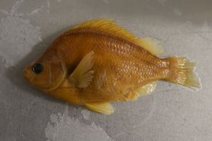 Tule perch
