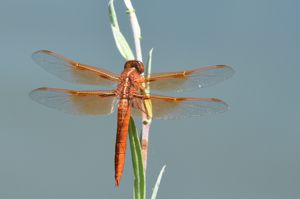Dragonfly