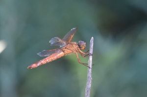Flame Skimmer