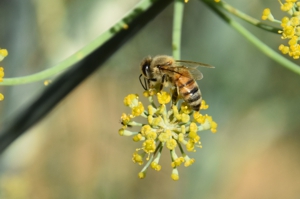 Honeybee