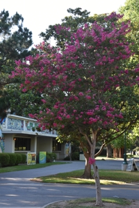 Crepe Myrtle