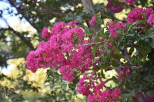 Crepe Myrtle