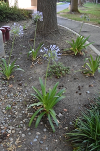 Agapanthus