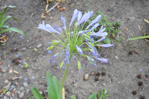 Agapanthus