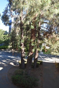 Canary Island Pine