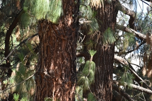 Canary Island Pine