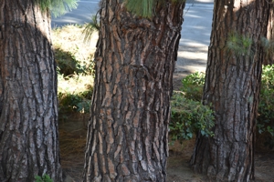 Canary Island Pine