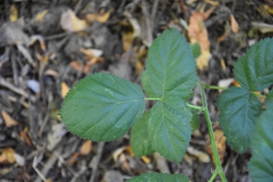 Blackberry