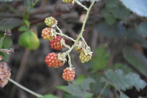 Blackberry