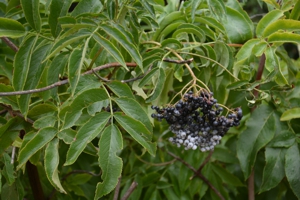 Elderberry fruit
