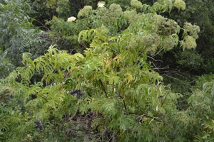 Elderberry