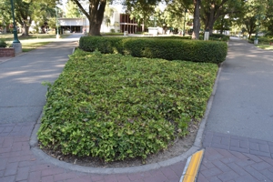 English Ivy
