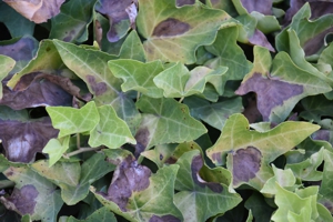 English Ivy