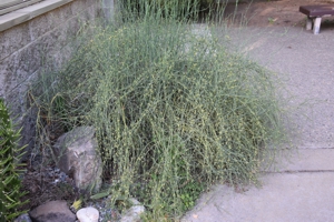 Green Ephedra