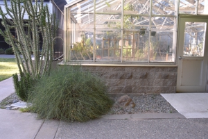 Green Ephedra