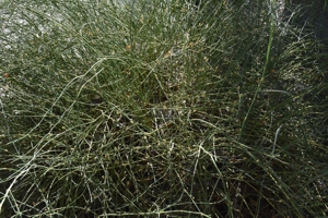 Green Ephedra