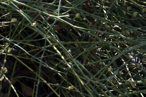 Green Ephedra