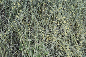 Green Ephedra