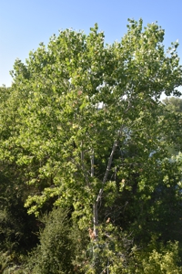 Fremont Cottonwood