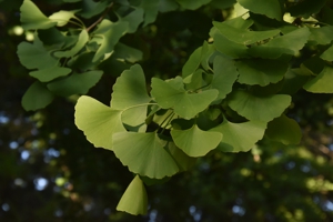 Gingko Tree leaves