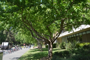 Ginkgo Trees near Humboldt Hall