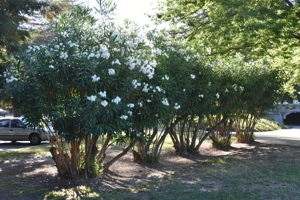 Oleander
