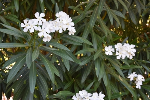 Oleander