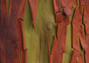 Peeling Bark of the Pacific Madrone