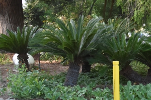 Sago Palm