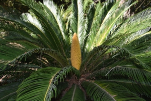Sago Palm