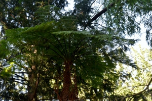 Tree Fern
