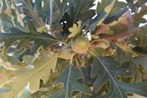 Valley Oak acorns