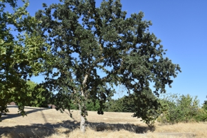 Valley Oak 