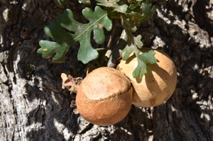 Valley Oak galls
