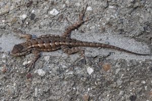 Western Fence Lizard