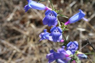 Penstemon heterophyllus flower