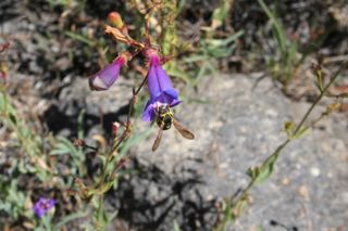 Pseudomasaris vespoides visiting Penstemon neotericus (octoploid)