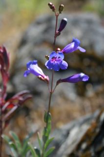 Penstemon heterophyllus 4X cytotype