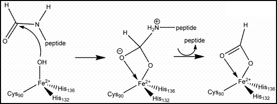 A cyclic diagram of peptide deformylase
