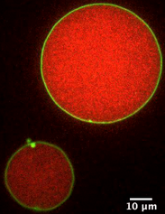 Lipid/polymer model systems