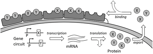 Protein Assembly