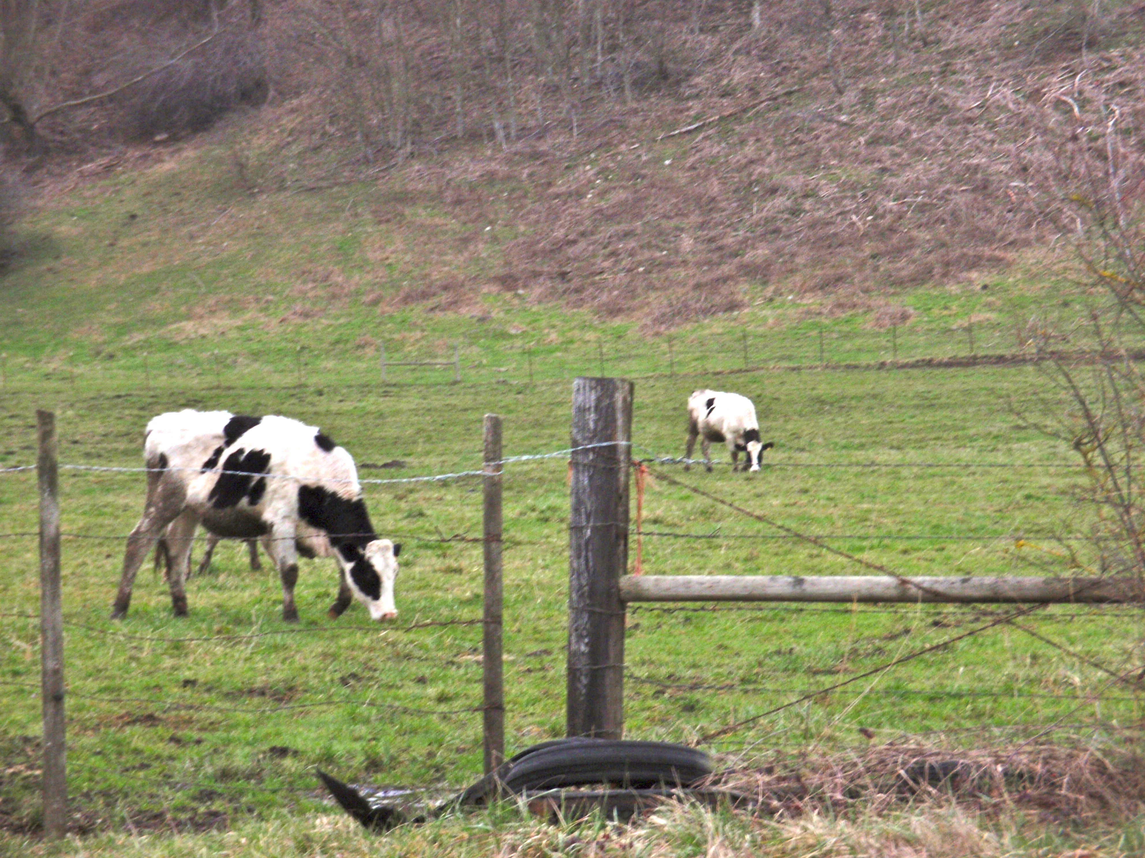 Cattle Grazing in Western Washington State