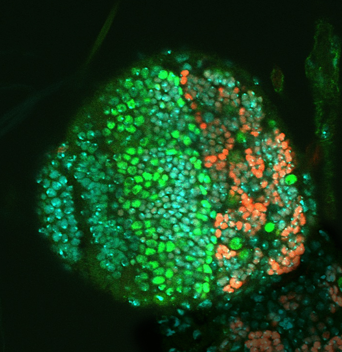 A lobe of the fruit fly larval brain with fluorescently marked neural stem cells.