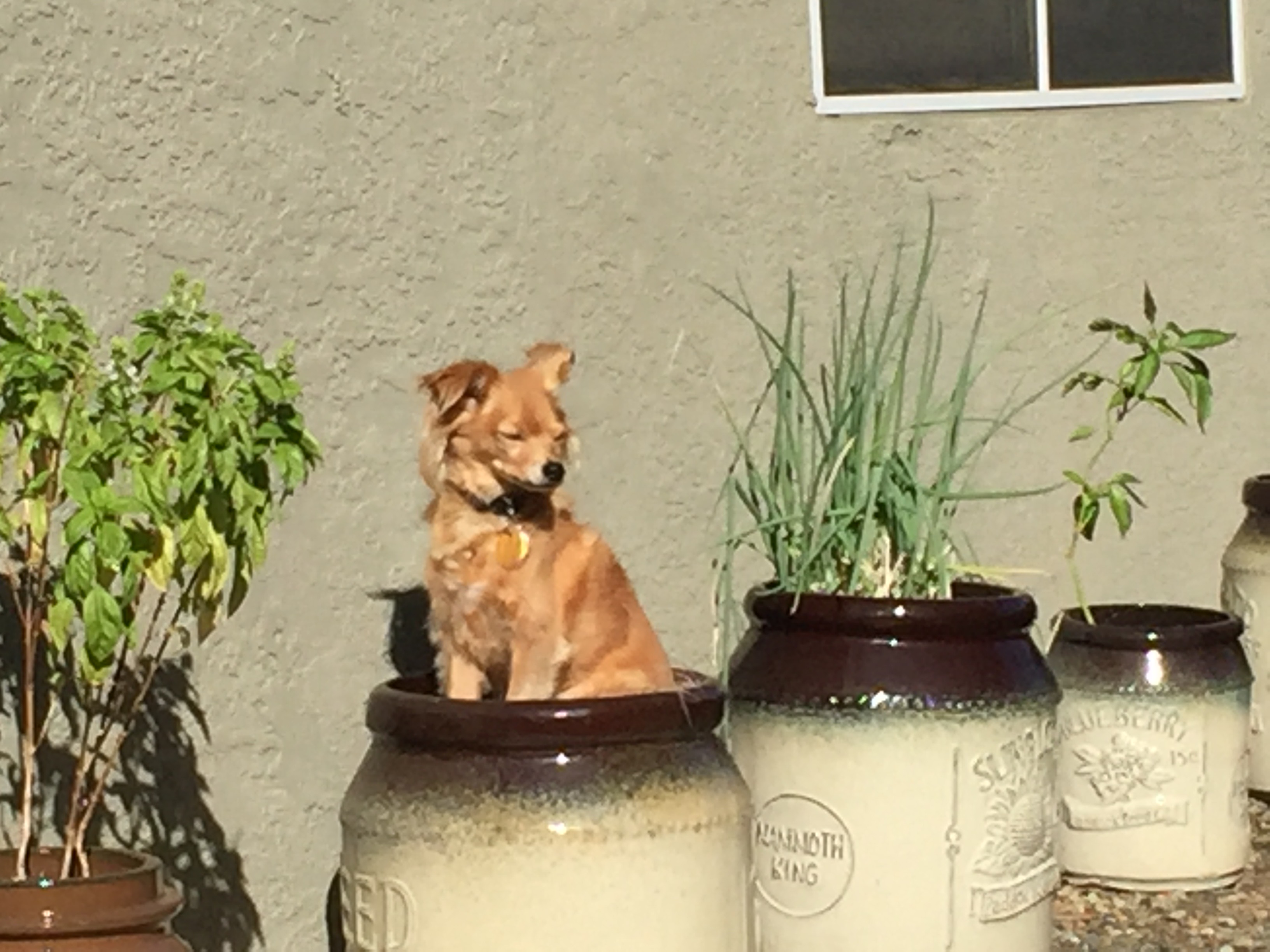 Photo of dog on top of vase.